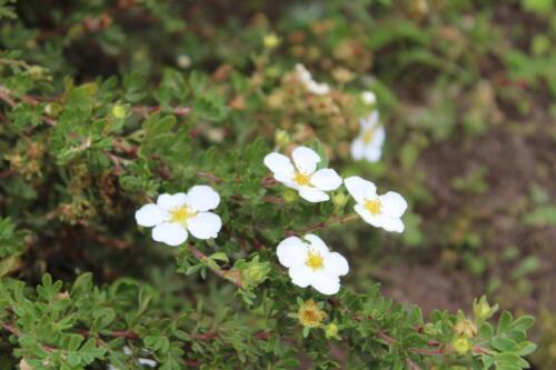 Białe kwiaty - pięciornik krzewiasty "Abbotswood"