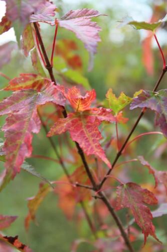 Klon tatarski- Jesienne liście drzewa - czerwono-zielone